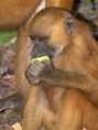 /album/photogallery/baboon-eationg-its-lunch-jpg/